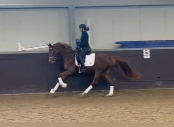 Westfaliano, Yegua, 5 años, 162 cm, Alazán-tostado