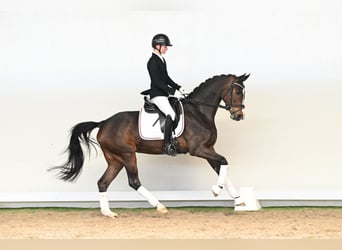 Westfaliano, Yegua, 5 años, 163 cm, Castaño