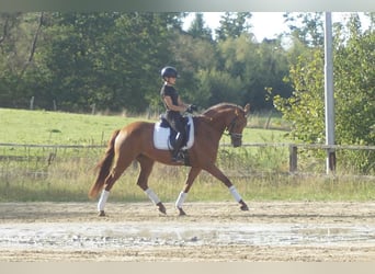 Westfaliano, Yegua, 5 años, 164 cm, Alazán-tostado
