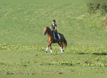Westfaliano, Yegua, 5 años, 164 cm, Alazán-tostado