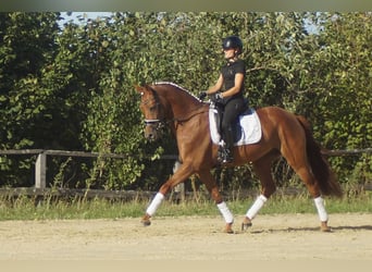 Westfaliano, Yegua, 5 años, 164 cm, Alazán-tostado
