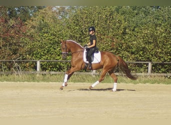 Westfaliano, Yegua, 5 años, 164 cm, Alazán-tostado