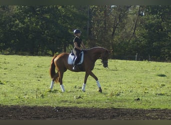 Westfaliano, Yegua, 5 años, 164 cm, Alazán-tostado