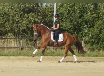 Westfaliano, Yegua, 5 años, 164 cm, Alazán-tostado
