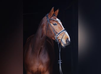 Westfaliano, Yegua, 5 años, 164 cm, Castaño