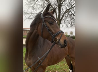 Westfaliano, Yegua, 5 años, 164 cm, Castaño oscuro