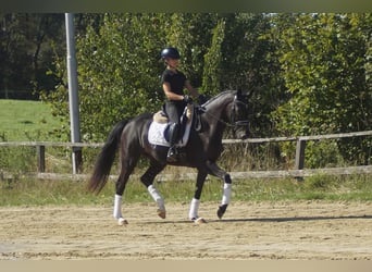 Westfaliano, Yegua, 5 años, 164 cm, Morcillo