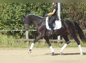 Westfaliano, Yegua, 5 años, 164 cm, Morcillo