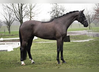 Westfaliano, Yegua, 5 años, 164 cm, Negro