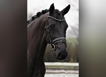 Westfaliano, Yegua, 5 años, 164 cm, Negro