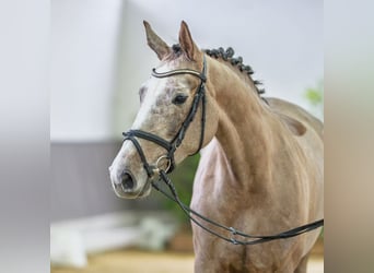 Westfaliano, Yegua, 5 años, 164 cm, Tordo