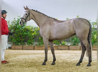 Westfaliano, Yegua, 5 años, 164 cm, Tordo