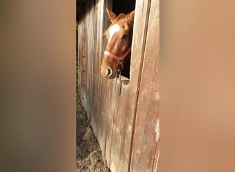 Westfaliano, Yegua, 5 años, 165 cm, Alazán-tostado