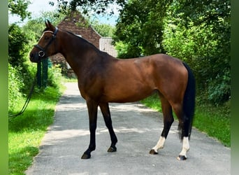 Westfaliano, Yegua, 5 años, 165 cm, Castaño