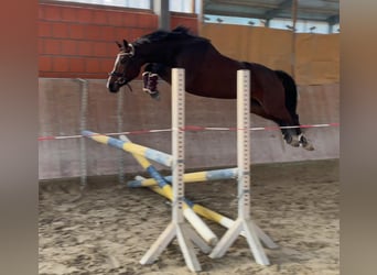 Westfaliano, Yegua, 5 años, 165 cm, Castaño