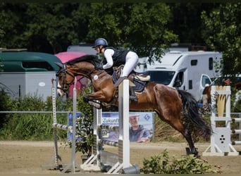 Westfaliano, Yegua, 5 años, 165 cm, Castaño