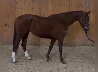Westfaliano, Yegua, 5 años, 166 cm, Alazán-tostado