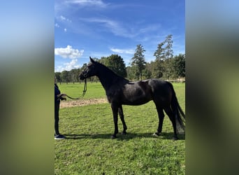Westfaliano, Yegua, 5 años, 166 cm, Castaño oscuro