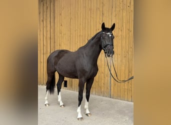 Westfaliano, Yegua, 5 años, 166 cm, Morcillo