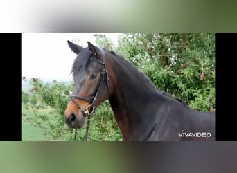 Westfaliano Mestizo, Yegua, 5 años, 167 cm, Castaño oscuro