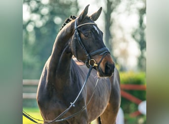 Westfaliano, Yegua, 5 años, 167 cm, Castaño oscuro