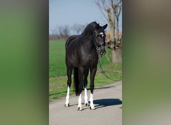 Westfaliano, Yegua, 5 años, 167 cm, Negro
