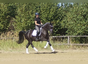 Westfaliano, Yegua, 5 años, 167 cm, Negro