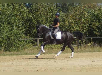 Westfaliano, Yegua, 5 años, 167 cm, Negro