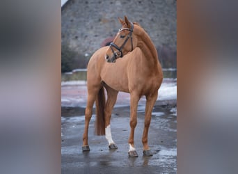 Westfaliano, Yegua, 5 años, 168 cm, Alazán