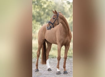 Westfaliano, Yegua, 5 años, 168 cm, Alazán-tostado