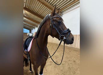 Westfaliano, Yegua, 5 años, 168 cm, Castaño