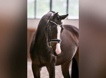 Westfaliano, Yegua, 5 años, 168 cm, Castaño oscuro