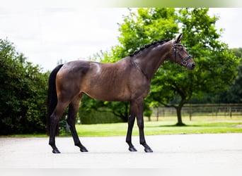 Westfaliano, Yegua, 5 años, 168 cm, Castaño oscuro