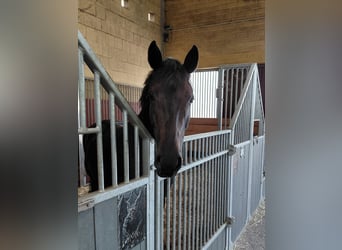Westfaliano, Yegua, 5 años, 168 cm, Castaño oscuro