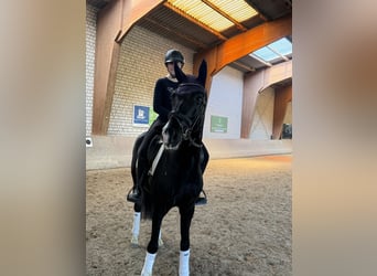 Westfaliano, Yegua, 5 años, 168 cm, Negro