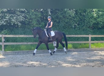 Westfaliano, Yegua, 5 años, 168 cm, Negro