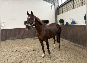 Westfaliano, Yegua, 5 años, 169 cm, Alazán