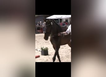 Westfaliano, Yegua, 5 años, 169 cm, Castaño oscuro
