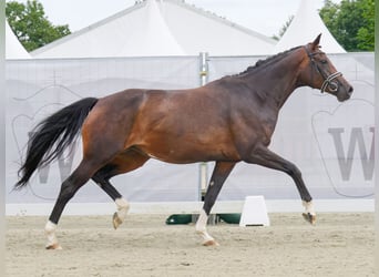 Westfaliano, Yegua, 5 años, 169 cm, Castaño oscuro