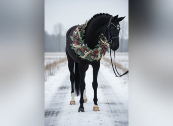 Westfaliano, Yegua, 5 años, 169 cm, Negro