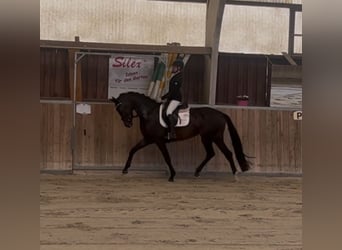 Westfaliano, Yegua, 5 años, 170 cm, Castaño