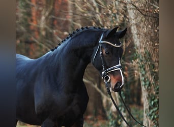 Westfaliano, Yegua, 5 años, 170 cm, Castaño oscuro