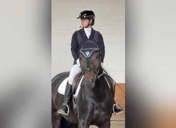 Westfaliano, Yegua, 5 años, 170 cm, Castaño oscuro