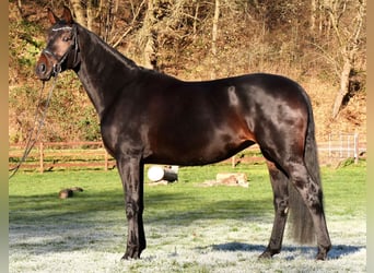 Westfaliano, Yegua, 5 años, 170 cm, Castaño oscuro