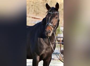 Westfaliano, Yegua, 5 años, 170 cm, Castaño oscuro