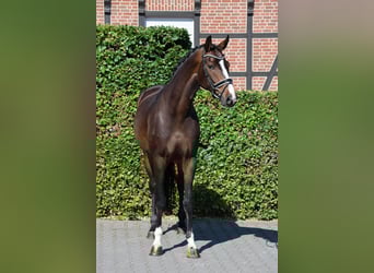 Westfaliano, Yegua, 5 años, 170 cm, Castaño oscuro