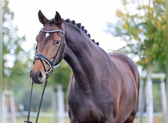 Westfaliano, Yegua, 5 años, 170 cm, Castaño oscuro