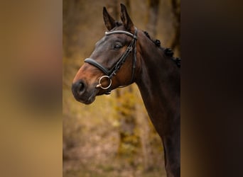 Westfaliano, Yegua, 5 años, 170 cm, Castaño oscuro