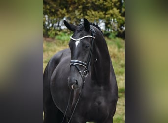 Westfaliano, Yegua, 5 años, 170 cm, Negro