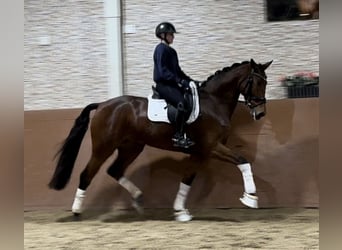 Westfaliano, Yegua, 5 años, 171 cm, Castaño